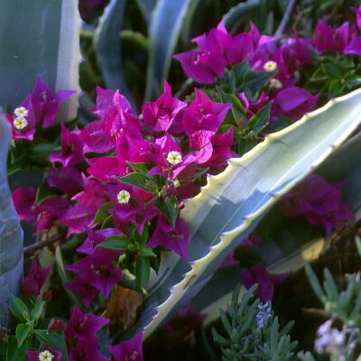 Camera: D:\Daten\Bilder\Reisen\Mallorca\Web\Blüten mit Kaktus.jpg<br>
0 x 0 - 32,4 KB